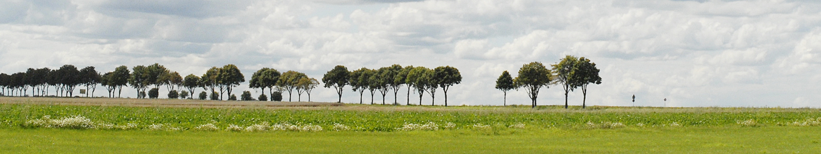 Baumallee mit Feld im Vordergrund ©Feuerbach